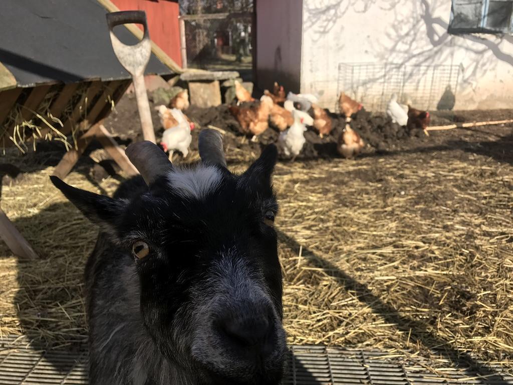 Aeventyrsgardens Vandrarhem, Kinnekulle Källby エクステリア 写真